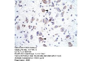 Human Brain (HOXA1 Antikörper  (Middle Region))