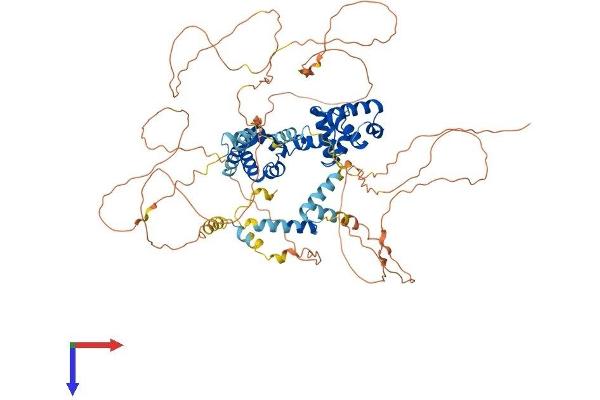 MYBL1 Protein (AA 1-751) (His tag)