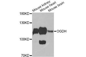 Western blot analysis of extracts of various cell lines, using OGDH Antibody (ABIN6292773) at 1:1000 dilution. (alpha KGDHC Antikörper)