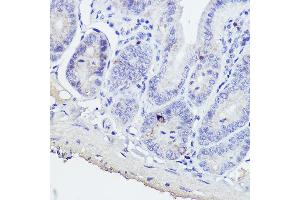 Immunohistochemistry of paraffin-embedded mouse intestin using GIP Rabbit pAb (ABIN6130966, ABIN6141091, ABIN6141092 and ABIN6221825) at dilution of 1:50 (40x lens). (GIP Antikörper  (AA 22-153))