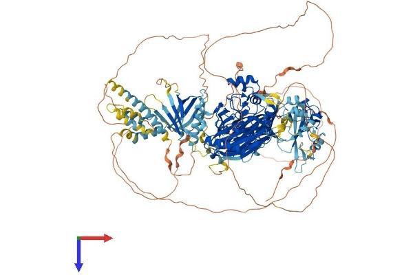 INPPL1 Protein (AA 1-1257) (His tag)