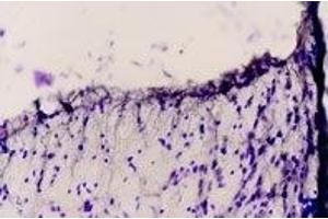 Immunohistochemistry (IHC) image for anti-Endothelin Receptor Type B (EDNRB) (AA 298-314) antibody (ABIN7043120)