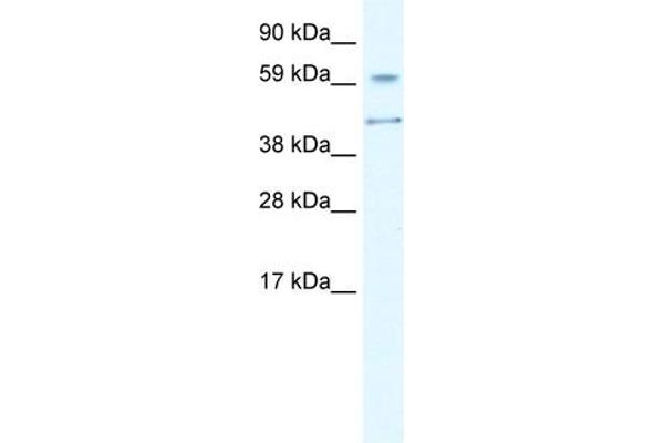 AIRE antibody  (N-Term)