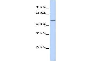 Western Blotting (WB) image for anti-Keratin 16 (KRT16) antibody (ABIN2458635) (KRT16 Antikörper)