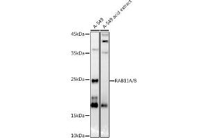 Western blot analysis of extracts of A-549 cells, using RA/B antibody (ABIN7269790) at 1:1000 dilution. (RAB11A Antikörper)
