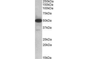 Western Blotting (WB) image for anti-Thioredoxin Domain Containing 5 (Endoplasmic Reticulum) (TXNDC5) (Internal Region) antibody (ABIN2464475) (TXNDC5 Antikörper  (Internal Region))