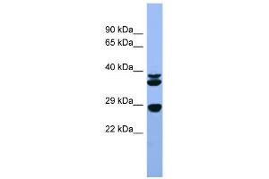 WB Suggested Anti-Fgf3 Antibody Titration:  0. (FGF3 Antikörper  (C-Term))