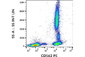 Flow cytometry analysis (surface staining) of human peripheral blood cells with anti-human CD162 (clone TC2) PE.