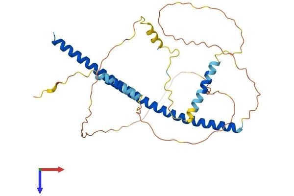 PAWR Protein (AA 1-333) (His tag)