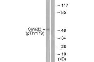 Western blot analysis of extracts from HeLa cells treated with TNF 20ng/ml 2', using Smad3 (Phospho-Thr179) Antibody.