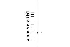 anti-Ribosomal Protein S3A (RPS3A) (C-Term) antibody