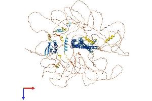AlphaFold protein structure predicition of Mouse Recombinant Shroom2 Protein, UniprotID A2ALU4