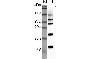 Western blot analysis using anti-RELM-α (rat), pAb  at 1:5'000 dilution. (RELM alpha Antikörper)