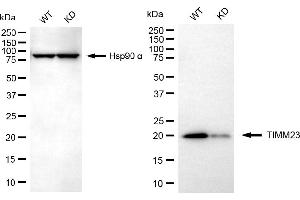 Western blotting analysis using TIMM23 antibody (ABIN7800614). (TIMM23 Antikörper)
