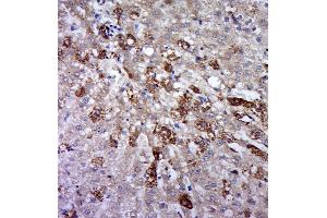 Paraformaldehyde-fixed, paraffin embedded rat liver, Antigen retrieval by boiling in sodium citrate buffer (pH6. (CD130/gp130 Antikörper  (pSer782))