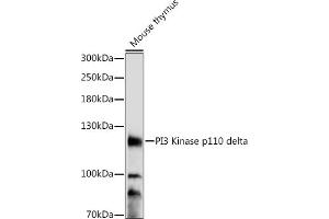 Western blot analysis of extracts of mouse thymus, using PI3 Kinase p110 delta antibody (ABIN7269327) at 1:1000 dilution. (PIK3CD Antikörper  (AA 150-250))