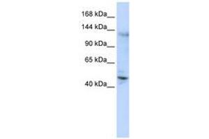 Image no. 1 for anti-Zinc Finger Protein 197 (ZNF197) (C-Term) antibody (ABIN6740562)