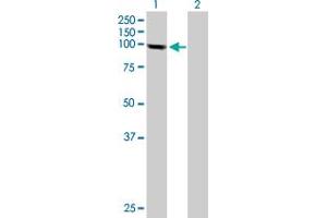 Western Blot analysis of PGBD1 expression in transfected 293T cell line by PGBD1 MaxPab polyclonal antibody. (PGBD1 Antikörper  (AA 1-809))