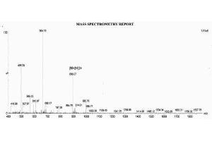 Image no. 1 for Procollagen III N-Terminal Propeptide (PIIINP) (N-Term) peptide (Ovalbumin) (ABIN5666354) (Procollagen III N-Terminal Propeptide (PIIINP) (N-Term) peptide (Ovalbumin))