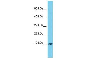 Host: Rabbit Target Name: C7orf69 Sample Type: 293T Whole Cell lysates Antibody Dilution: 1. (C7ORF69 Antikörper  (C-Term))