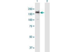 Western Blot analysis of PITPNM1 expression in transfected 293T cell line by PITPNM1 MaxPab polyclonal antibody.