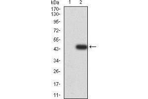 Western blot analysis using DNTT mAb against HEK293 (1) and DNTT (AA: 52-192)-hIgGFc transfected HEK293 (2) cell lysate.