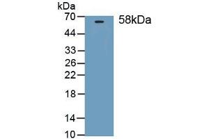 Detection of Recombinant THBS3, Mouse using Polyclonal Antibody to Thrombospondin 3 (THBS3) (THBS3 Antikörper)