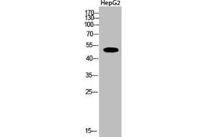 Western Blot analysis of HepG2 cells using Acetyl-Tubulin α (K112) Polyclonal Antibody (TUBA1A/TUBA1B/TUBA1C (acLys112) Antikörper)