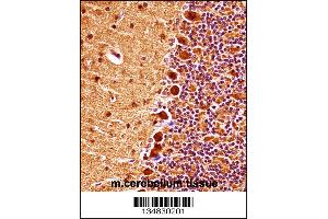Mouse Mapk9 Antibody immunohistochemistry analysis in formalin fixed and paraffin embedded mouse cerebellum tissue followed by peroxidase conjugation of the secondary antibody and DAB staining. (JNK2 Antikörper  (AA 206-233))