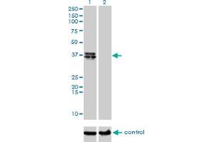 Western blot analysis of B4GALT4 over-expressed 293 cell line, cotransfected with B4GALT4 Validated Chimera RNAi (Lane 2) or non-transfected control (Lane 1). (B4GALT4 Antikörper  (AA 35-134))