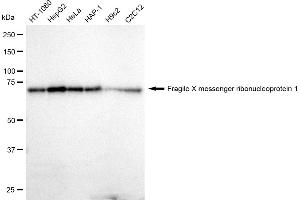 Western blotting analysis using Fragile X messenger ribonucleoprotein 1 antibody (ABIN7800930). (Rekombinanter Fragile X Messenger Ribonucleoprotein 1 Antikörper)