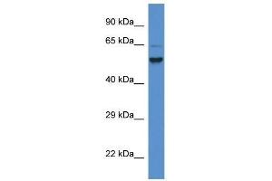 Western Blot showing Pigs antibody used at a concentration of 1. (PIGS Antikörper  (C-Term))