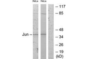 Western blot analysis of extracts from HeLa cells, using c-Jun (Ab-243) Antibody. (C-JUN Antikörper  (AA 210-259))