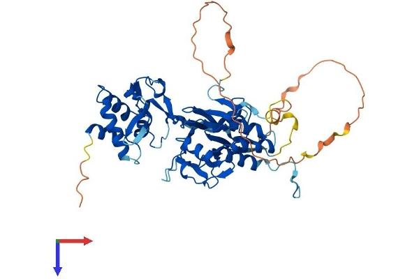 SMAD1 Protein (AA 1-465) (His tag)