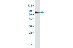 Western Blotting (WB) image for anti-Centrosomal Protein 55kDa (CEP55) (AA 1-464) antibody (ABIN1326947)