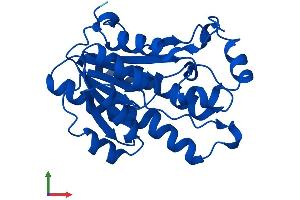 Protein Structure (PS) image for Dicarbonyl/L-Xylulose Reductase (DCXR) (AA 1-244) protein (His tag) (ABIN7560071)