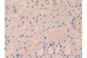 IHC-P analysis of Human Kidney Tissue, with DAB staining. (TPSD1 Antikörper  (AA 99-191))