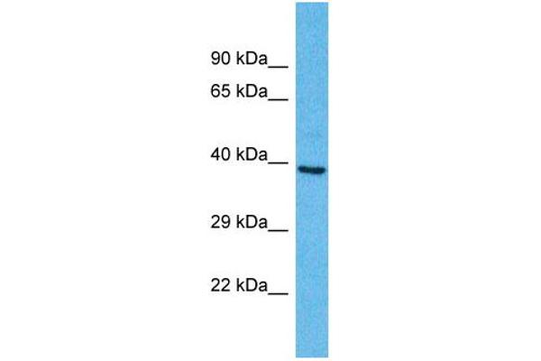 OR2A25 Antikörper  (C-Term)