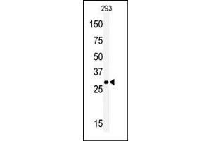 Western blot analysis of anti-Meox1 Antibody (N-term) (ABIN391406 and ABIN2841406) in 293 cell line lysates (35 μg/lane). (MEOX1 Antikörper  (N-Term))