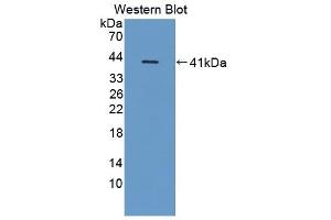 Western Blotting (WB) image for anti-CD14 (CD14) (AA 21-373) antibody (ABIN7440419)