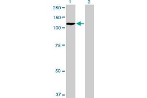 Western Blot analysis of ZHX2 expression in transfected 293T cell line by ZHX2 MaxPab polyclonal antibody. (ZHX2 Antikörper  (AA 1-837))