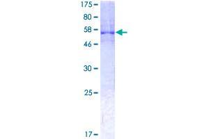 HNRNPA0 Protein (AA 1-305) (GST tag)