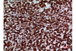 Immunohistochemistry (IHC) analysis of paraffin-embedded Human Liver, antibody was diluted at 1:100. (FMO3 Antikörper  (Internal Region))