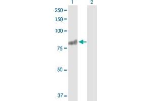 Western Blot analysis of RASGRP3 expression in transfected 293T cell line by RASGRP3 MaxPab polyclonal antibody. (RASGRP3 Antikörper  (AA 1-690))