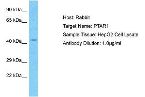 Host: Rabbit Target Name: PTAR1 Sample Type: HepG2 Whole Cell lysates Antibody Dilution: 1.