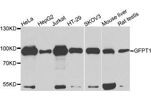 Western blot analysis of extracts of various cell lines, using GFPT1 antibody. (GFPT1 Antikörper)