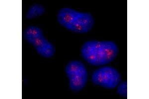 Immunofluorescence (IF) image for anti-CD3e Molecule, epsilon Associated Protein (CD3EAP) (AA 404-454) antibody (ABIN7448916) (CD3EAP Antikörper  (AA 404-454))