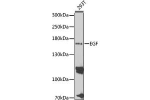 Western blot analysis of extracts of 293T cells, using EGF antibody (ABIN3016521, ABIN3016522, ABIN3016523 and ABIN6219771) at 1:1000 dilution.