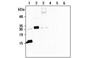 Western blot analysis of recombinant human CTRP6 using anti-CTRP6 (human), mAb (256-E)  at 1:500 dilution: 1. (CTRP6 Antikörper  (Globular Domain, Globular Domain-less))