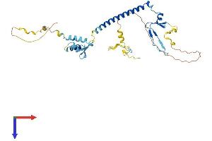E2F5 Protein (E2F5) (AA 1-346) (His tag)